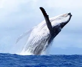 Observation des baleines en groupe