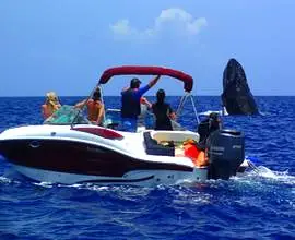 Observation des baleines en privé