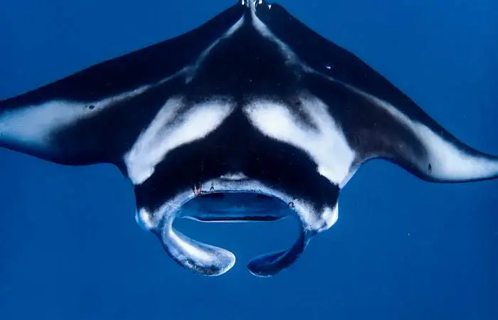 Raie manta dans le lagon de Bora Bora