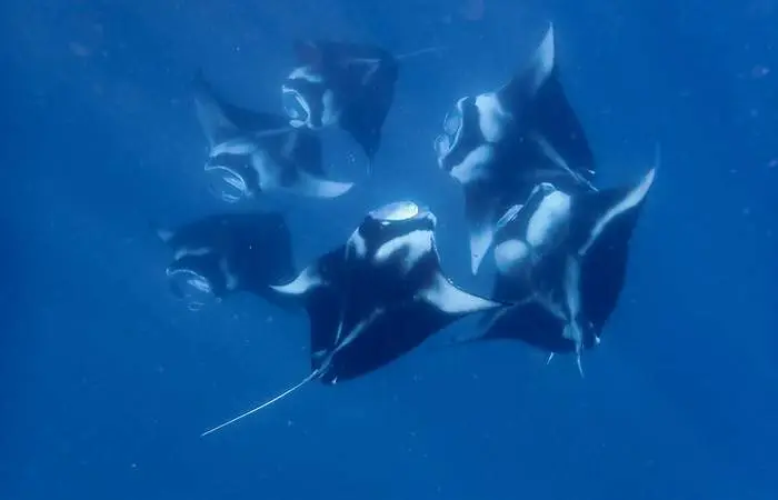 Raie manta dans le lagon de Bora Bora