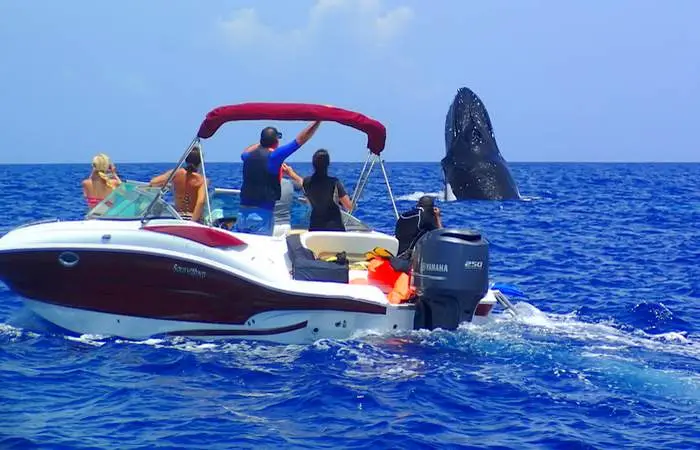Observation des baleines en bateau à Bora Bora