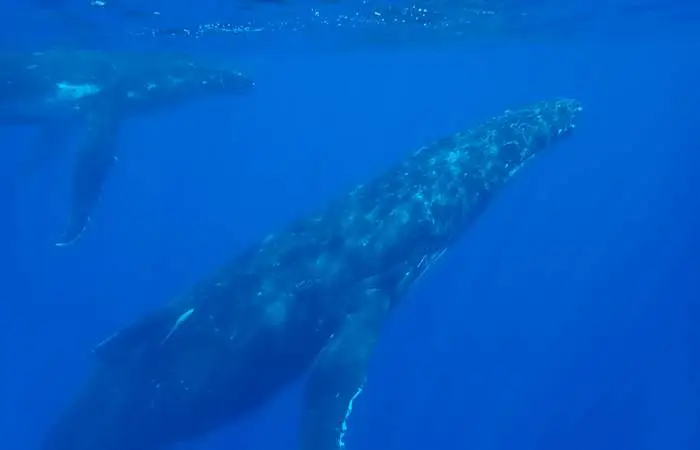 Observation des baleines en bateau à Bora Bora