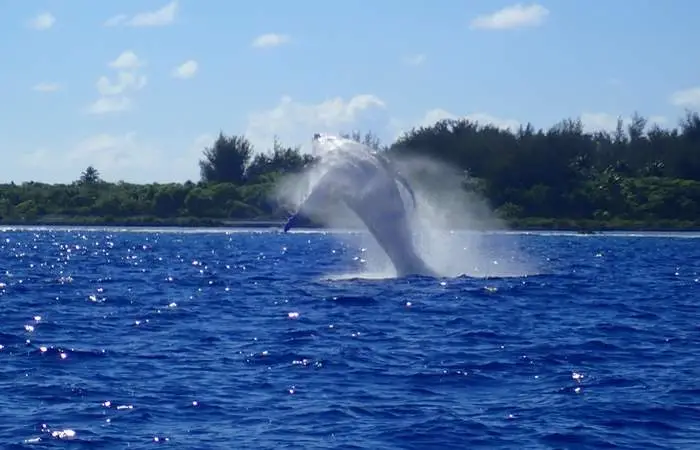 Tour sur le lagon en bateau de plaisance à Bora Bora