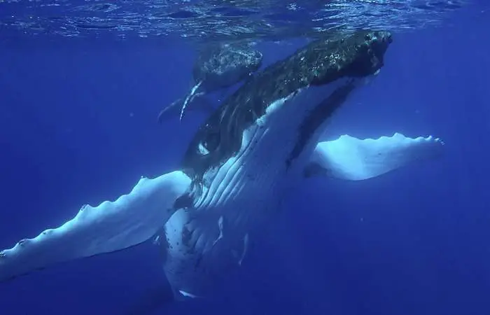 Observation des baleines en bateau à Bora Bora