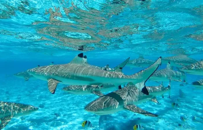 Tour sur le lagon avec déjeuner sur le motu à Bora Bora