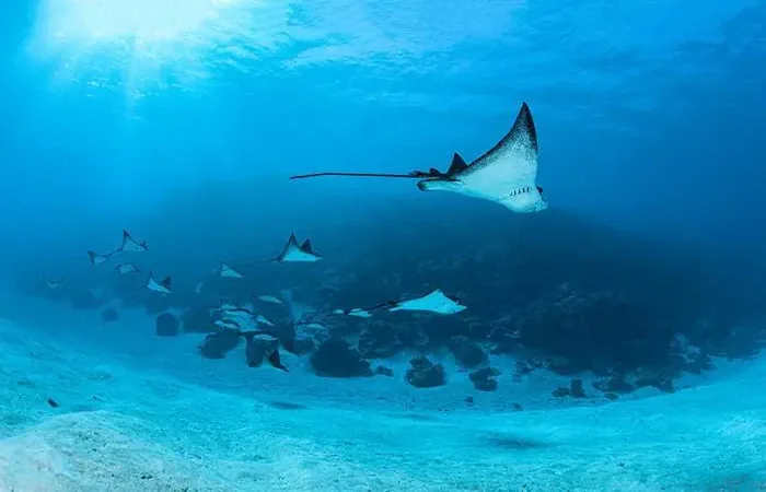 Plongée sous-marine avec Eleuthera à Bora Bora
