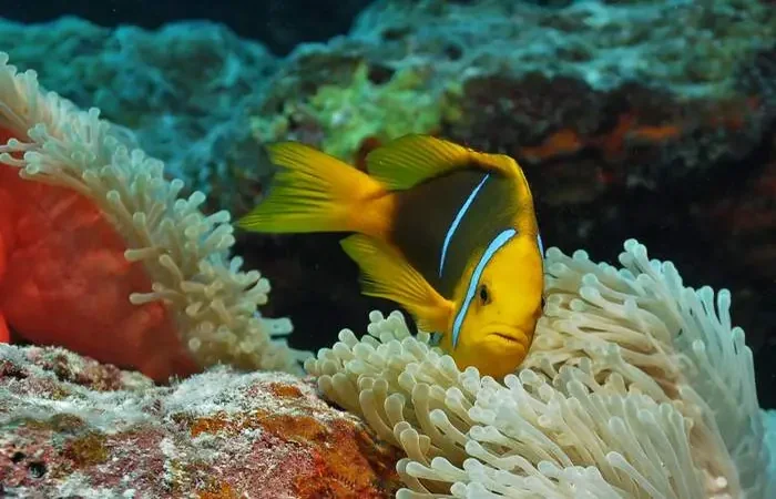Plongée sous-marine avec Eleuthera à Bora Bora