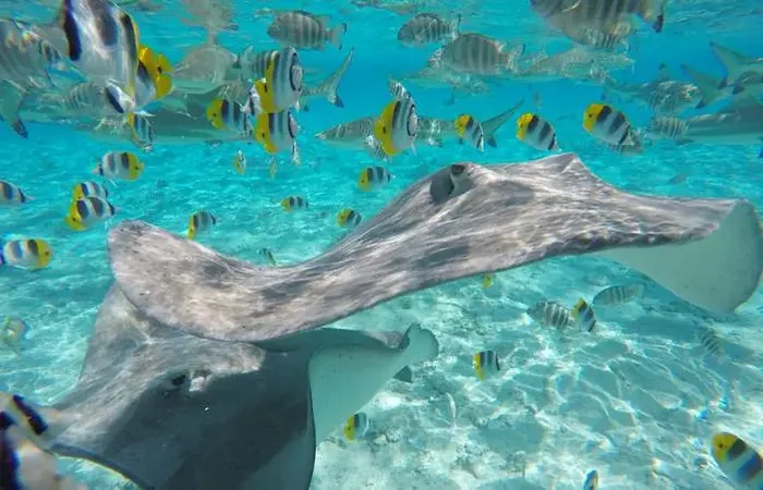 Snorkeling dans le lagon de Bora Bora
