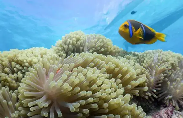 Raies pastenagues dans le lagon de Bora Bora