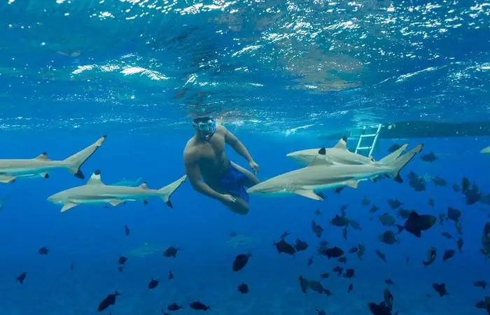 Requins dans le lagon de Bora Bora