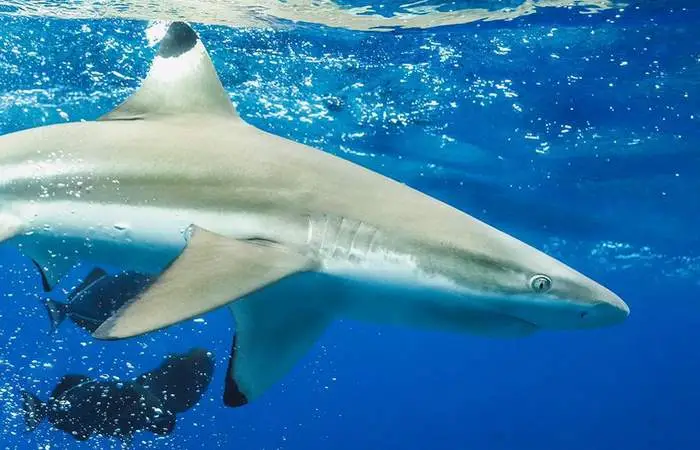 Requins dans le lagon de Bora Bora