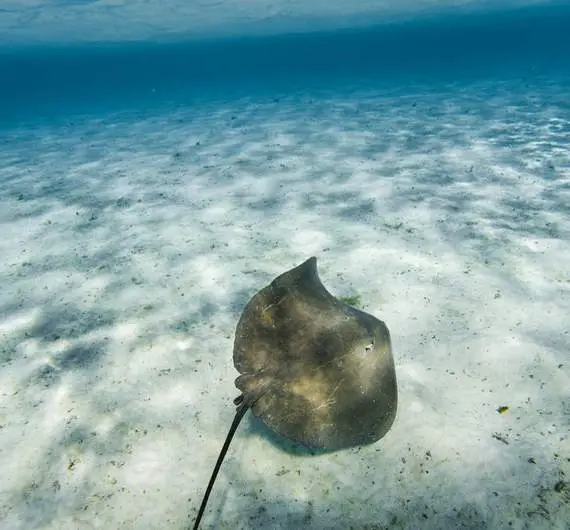 Raies pastenagues dans le lagon de Bora Bora