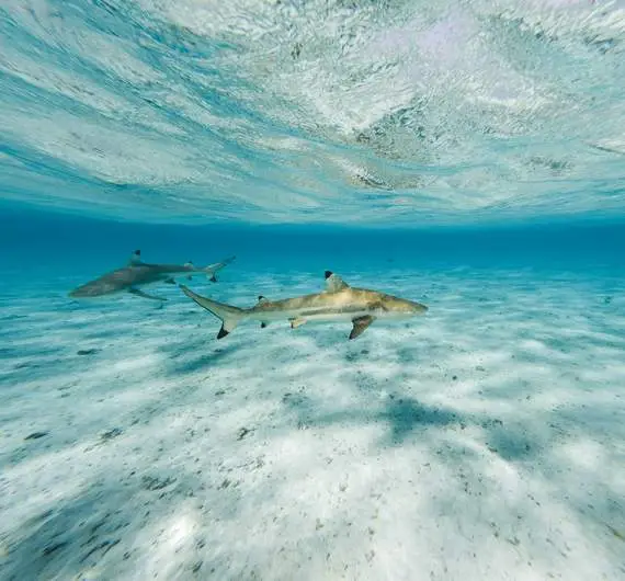 Requins dans le lagon de Bora Bora