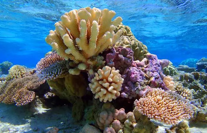 Snorkeling au jardin de corail à Bora Bora