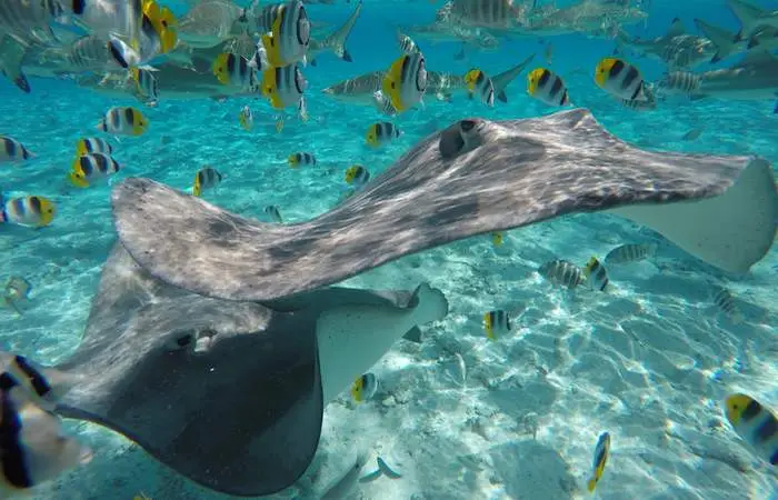 Raies pastenagues dans le lagon de Bora Bora