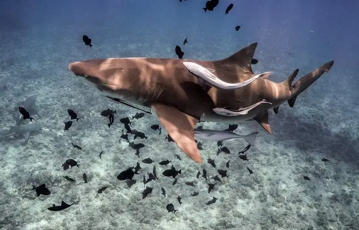 Snorkeling dans le lagon de Bora Bora