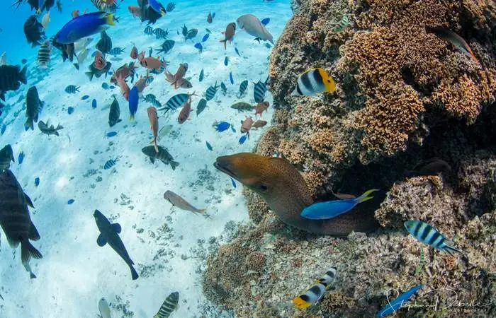 Raies pastenagues dans le lagon de Bora Bora