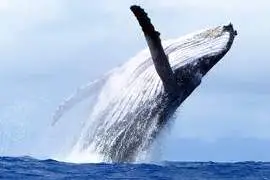 Observation des baleines en groupe