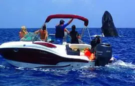 Observation des baleines en privé