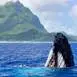 Observation des baleines en bateau à Bora Bora
