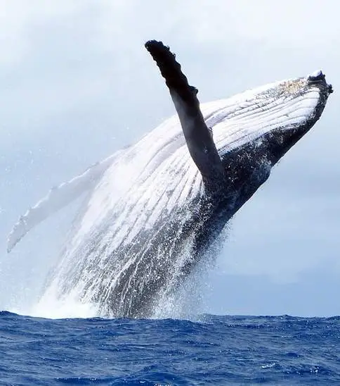 Observation des baleines en groupe