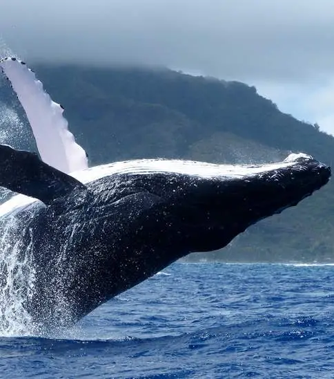 Observation des baleines en privé