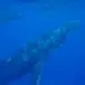 Observation des baleines en bateau à Bora Bora