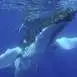 Observation des baleines en bateau à Bora Bora