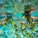 Snorkeling dans le lagon de Bora Bora