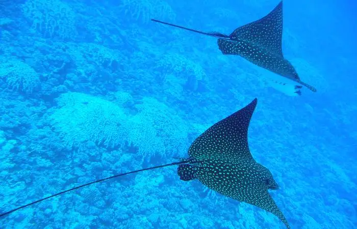 bora-bora-combo-bateau-quad-snorkeling-lagon-tour