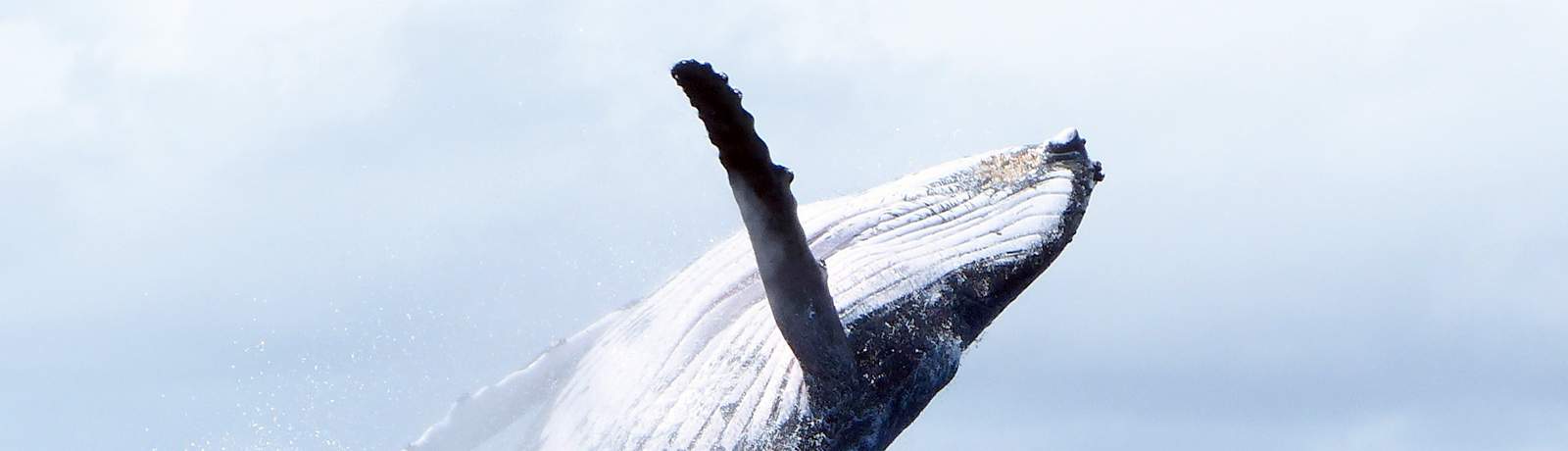 bora-bora-observation-des-baleines-en-groupe-bateau-a-moteur-banniere