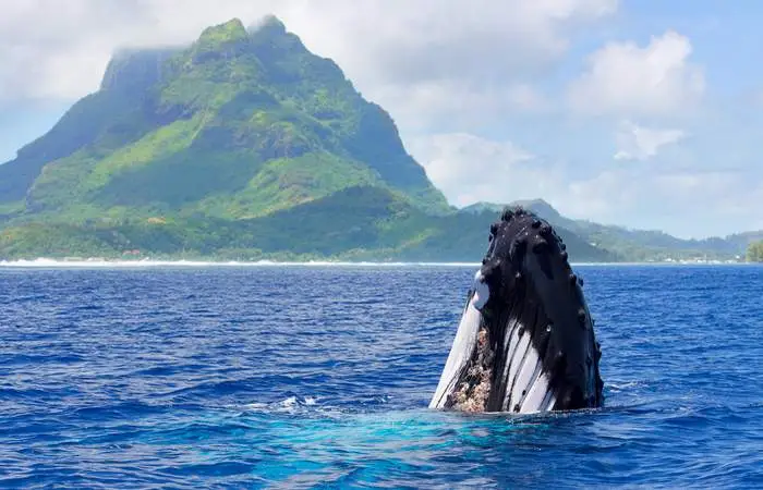 tour-en-groupe-en-bateau-observation-des-baleines-a-bora-bora