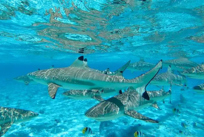 bora-bora-combo-snorkeling-motu-dejeuner-jet-ski