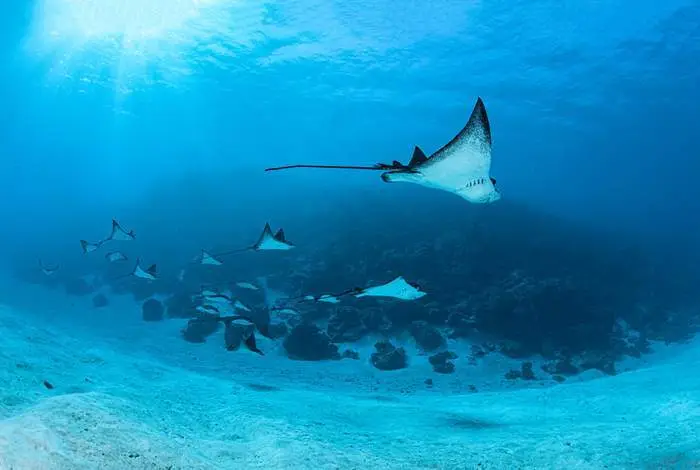 eleuthera-bora-bora-centre-de-plongee-sous-marine-combo-prive