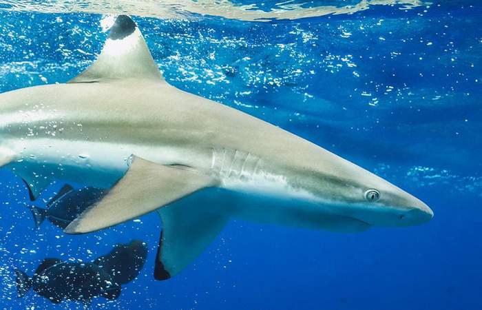 requin-snorkeling-tour-bora-bora-lagon-service
