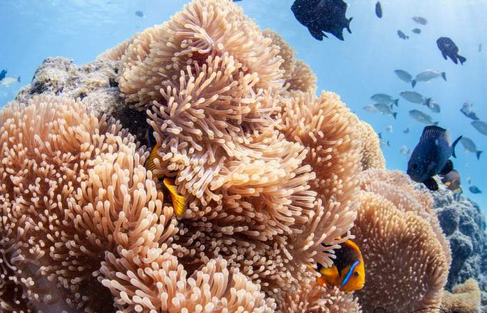 bora-bora-corail-snorkeling