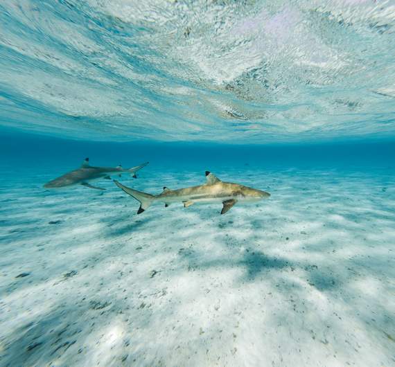 requins-snorkeling-tour-luxe-demi-journee-bora-bora