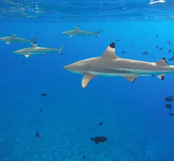 requins-bora-bora-luxe-tour-dejeuner-à-bord