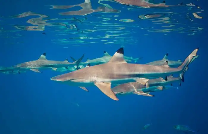 bora-bora-lagon-service-tour-prive-dejeuner-motu-journee-complete-requin