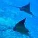 bora-bora-combo-bateau-quad-raie--snorkeling