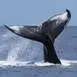 tour-en-groupe-observation-des-baleines-a-bosse-en-bateau-a-bora-bora