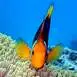 bora-bora-snorkeling-tour-en-groupe-demi-journee