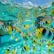 lagon-snorkeling-demi-journee-prive-tour-en-bateau-bora-bora