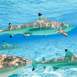 lagoon-service-snorkeling-requin-group-tour-bora-bora