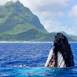 group-boat-tour-bora-bora-whale-watching