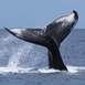 humpback-whale-watching-group-boat-tour-bora-bora