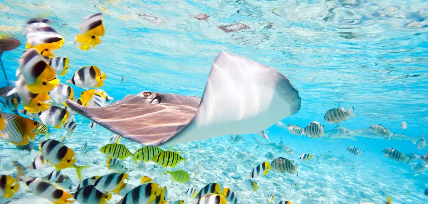 bora-bora-lagoon-service-group-snorkeling-tour-header