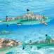 lagoon-service-snorkeling-sharks-group-tour-bora-bora