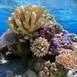 bora-bora-coral-garden-snorkeling-tour
