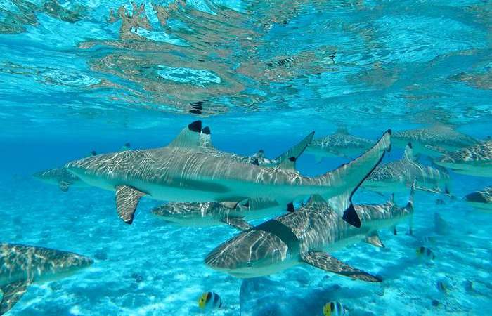 Bora Bora Scuba Jet